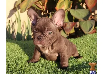 a small brown french bulldog dog